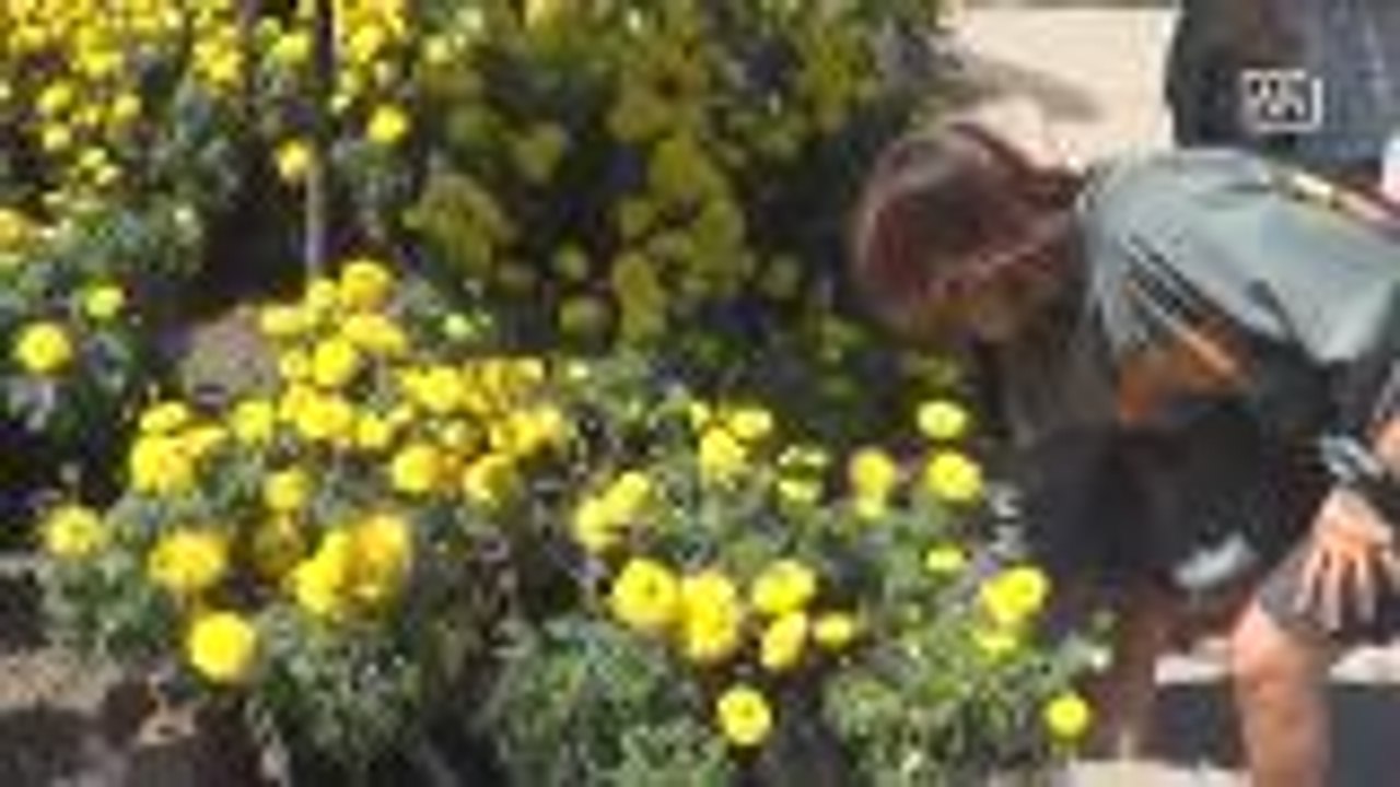 Chonburi residents decorate their homes with Marigold to honour King Bhumibol