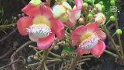 Phistanulok's "Cannonball" trees are in full bloom