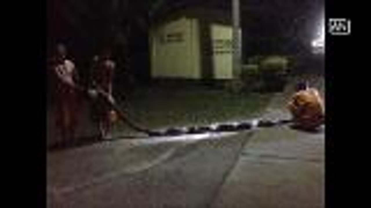 Nun nearly became Python's meal