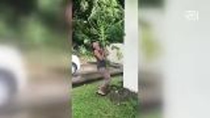 "Oh no! Not my papaya tree!"