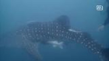 Whale sharks spotted off Phang Nga