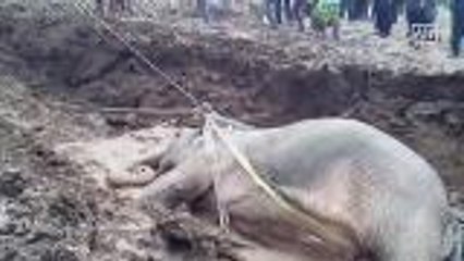 Elephant rescued from canal