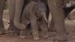 It's a boy! Thai elephant born in Australian zoo