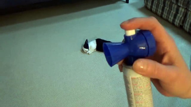 Réveiller un lapin avec une corne de brume