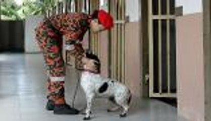 Furry, four-legged heroes