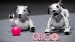 Sony unveils updated AIBO robot dog