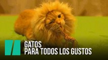 Gatos para todos los gustos