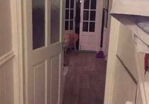 Dog Fetches Can of Cider for Owner