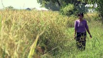التكنولوجيا في خدمة مزارعي بورما