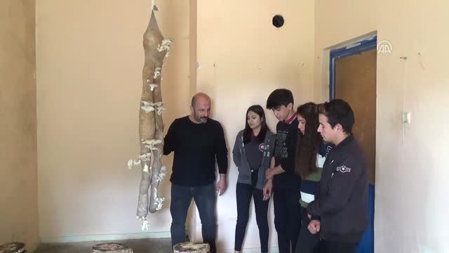 Çorapta İstiridye Mantarı