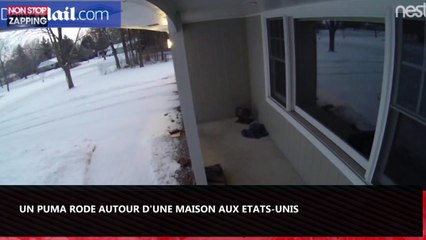 Etats-Unis : Un puma rode autour d'une maison (vidéo)