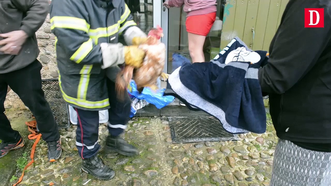 Une basse cour sauvée des inondations