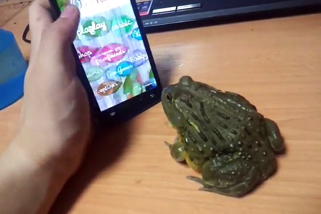 sapo comiendo insectos digitales