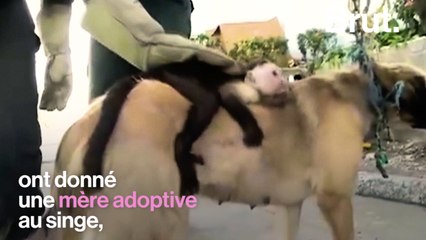 Colombie : une chienne adopte un capucin