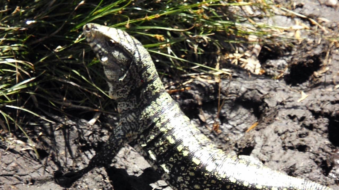 lagarto morro do canal