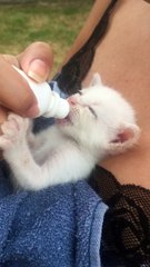 Bottle Fed Kitten