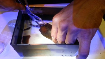 Voilà comment se passe la naissance d'un requin bambou... bamboo shark