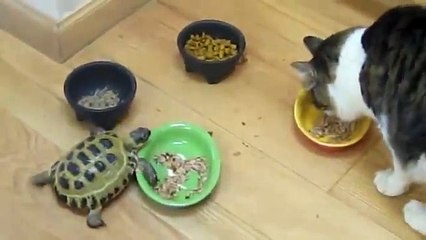 Cette tortue déteste les chats et le leur fait savoir!