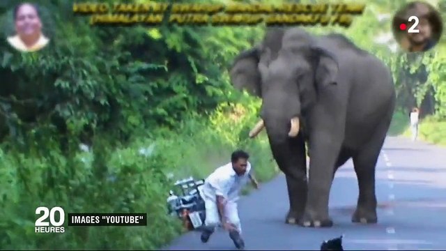 Inde : l'urbanisation, cause de conflits entre des hommes et des éléphants