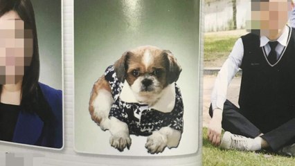 [좋은뉴스] 고등학교 졸업앨범에 등장한 '강아지 직원' / YTN