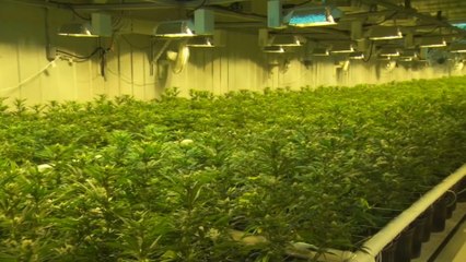 US Marijuana Job Growth Could More Than Double By 2021