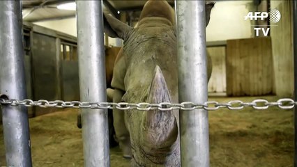 A festa dos nascimentos