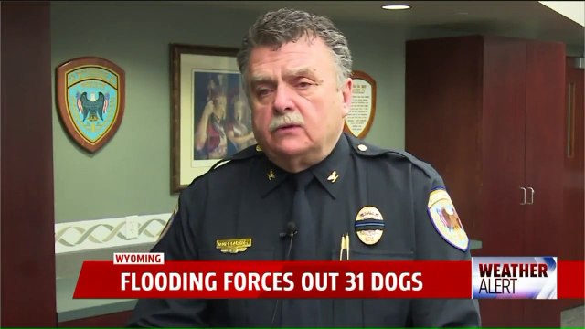 Doggie Daycare Owner Shelters Dozens of Pets in Her Home After Facility Floods