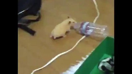 Çılgınca pet şişeyle oynayan Fare