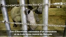 Zoo d'Amnéville: naissance d'un rhinocéros et de tigres blancs