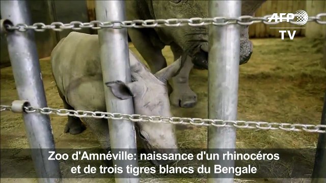 Zoo d'Amnéville: naissance d'un rhinocéros et de tigres blancs