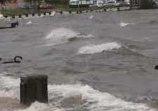 Black Swans Unperturbed by Crashing Waves From Ex-Cyclone Gita