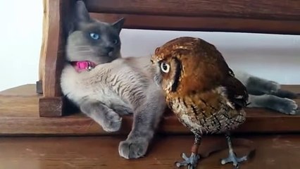 Kedi ve Baykuşun Dostluğu