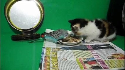 Kendi Kuyruğunu Yemeye Çalışan, Kuşla beraber Yemek yiyen Kedi