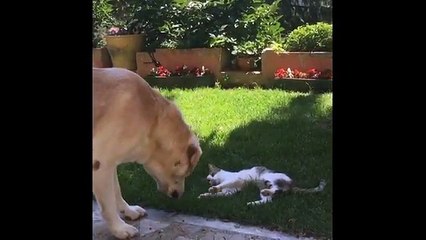 kedi ve köpeklerin birlikte minnoş halleri