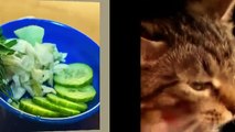 Sadece Sebze Yiyen Vejetaryen Kediler