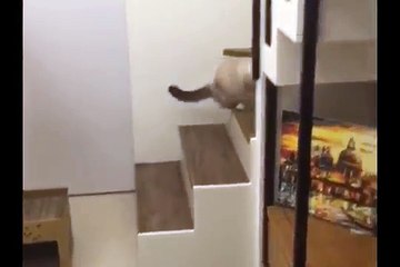 Sahibine çak Yapan Şirin Kedi