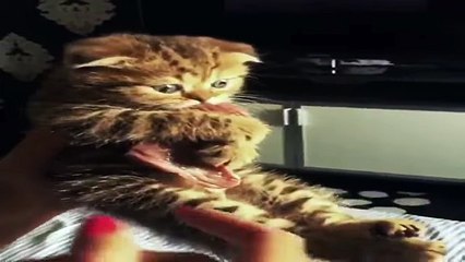 Şirin Yavru Kedinin Et Sevgisi