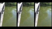 Yavru ördeklerin ilk kez Suya atlama anı
