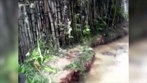 Vidéo chat vs crocos: un chat est jeté dans un lagon infesté de crocodiles