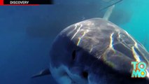 Un plongeur fait un ‘’tope là’’ avec un des plus grands requins blancs du monde