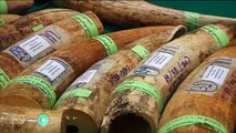 Contrebandiers d'ivoire arrêtés en Thaïlande : 51 pièces saisies par la police