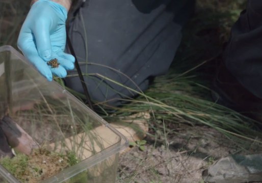 New Enclosures Built to Preserve and Breed Endangered Frog Species