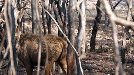 A young Sambar Deer walks through the woods at Ranthambore National Park, in Rajasthan, North India.