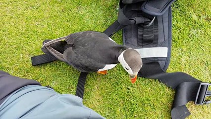 Friendly Puffin Approaches Photographer || ViralHog