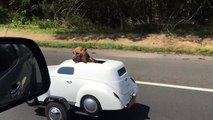 Dog Has His Own Ride || ViralHog