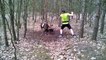 Trapped Mouflon (wild sheep) Rescued By Jogger || ViralHog