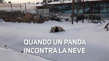 I panda scoprono la neve ed ecco cosa succede