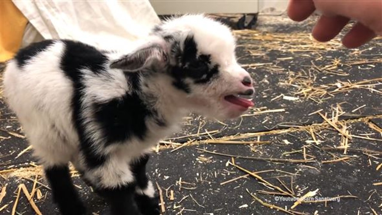 Knuddelalarm: zicklein verzückt das netz