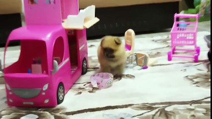 Sevimli Boo Köpek - LOL Bebek Sürpriz Yumurta