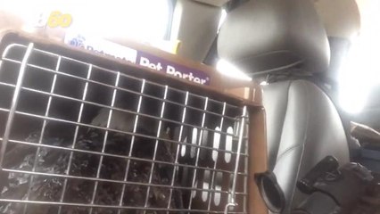 Video of a Wildlife Officer Warming an Ice-Covered Eagle Will Melt Your Heart